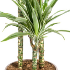Dracaena Deremensis White Stripe (Drachenbaum) mit Korb – Ø24 cm, 130–150 cm hoch