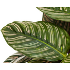 Calathea Ornata Sanderiana – Ø27 cm, 60–80 cm høj