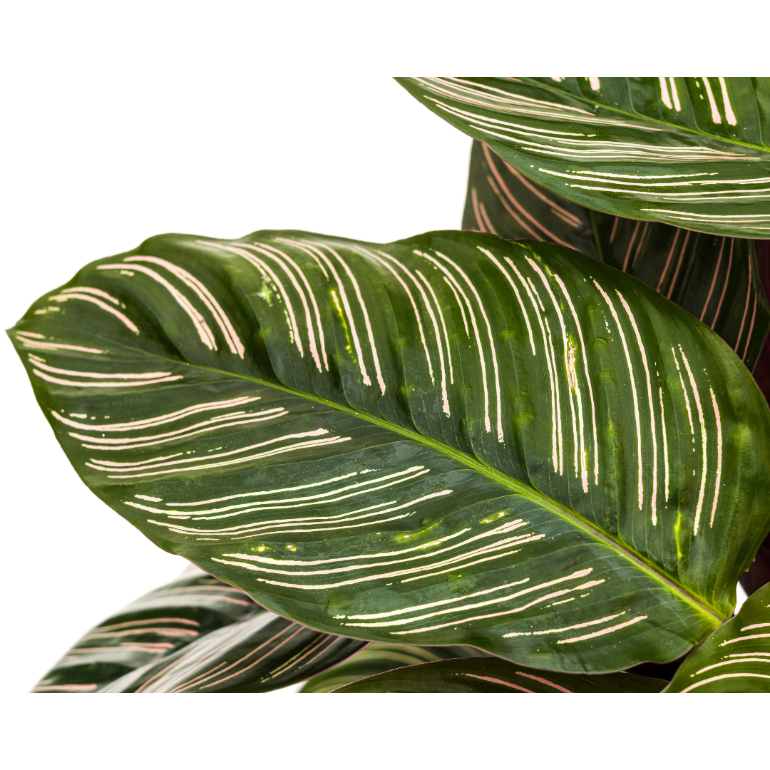 Calathea Ornata Sanderiana – Ø27 cm, 60–80 cm høj