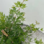 Acer palmatum 'Emerald Lace' (Japanse esdoorn) – Ø19 cm, 70 cm hoog