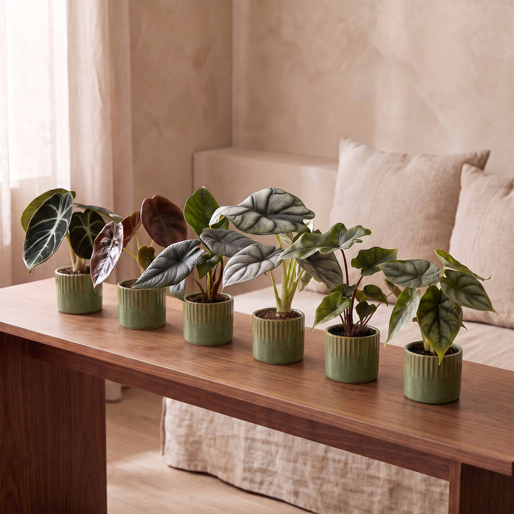 6× Bébé Alocasia Famille (oreille d’éléphant) incl. Linnea Olive – Ø6 cm, 12 cm de haut – photo 3