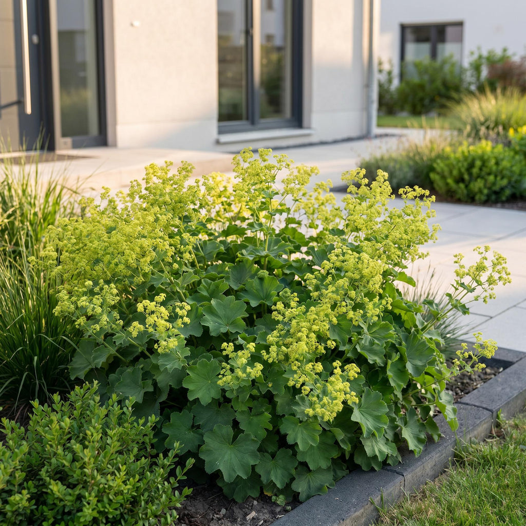 Alchemilla mollis (Frauenmantel) – gelb – 24 Pflanzen, Ø11 cm, 15–25 cm hoch – Bild 6
