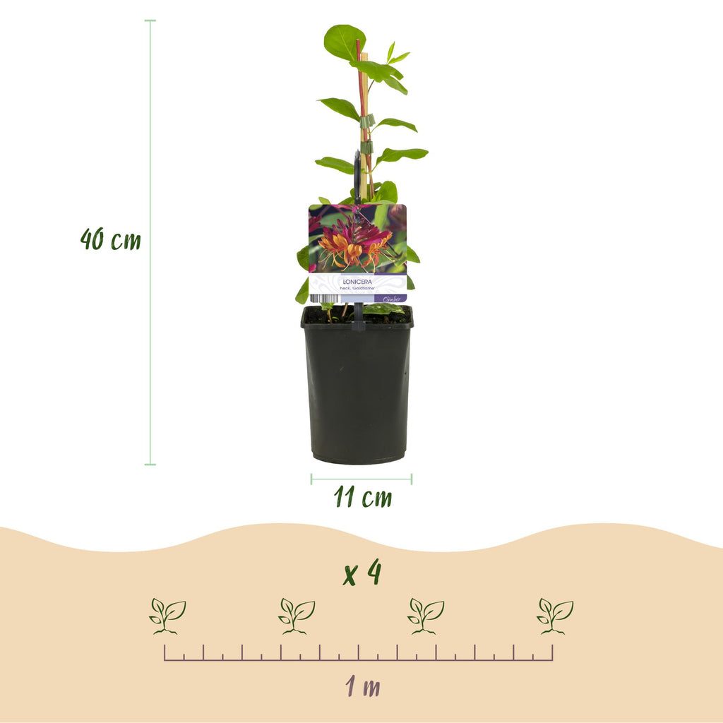 Lonicera heckrottii 'Goldflame' (chèvrefeuille) – 2 plantes, Ø11 cm, 40 cm de haut – photo 3