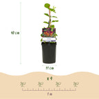 Lonicera heckrottii 'Goldflame' (chèvrefeuille) – 2 plantes, Ø11 cm, 40 cm de haut
