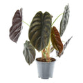 Alocasia Red Secret (Elefantenohr) – Ø14 cm, 35 cm hoch