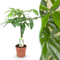 Pachira aquatica med flettet stamme (pengeplante) – Ø 17 cm, 60–70 cm høj