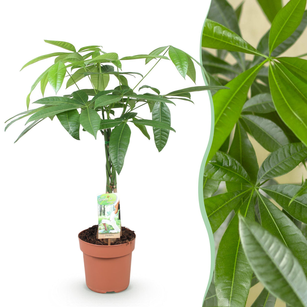 Pachira aquatica med flätad stam (pengaträd) – Ø17 cm, 60–70 cm hög