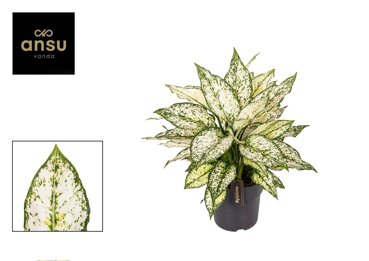Aglaonema White Kiwi – Ø19 cm, 40 cm høj