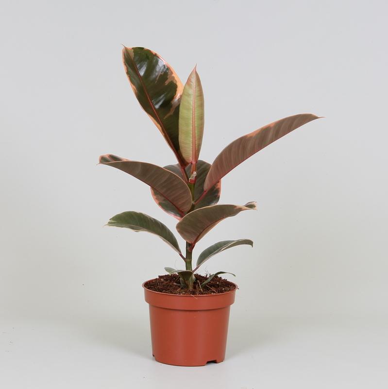 Ficus elastica Belize (rubberplant) – Ø12 cm, 30 cm hoog