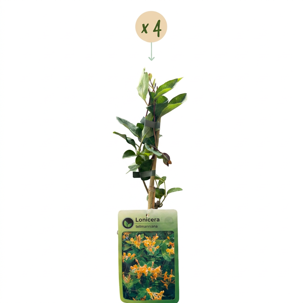 Lonicera tellmanniana (Tellmann's honeysuckle) – orange-yellow – 4 plants, Ø9 cm, 35 cm high – photo 2
