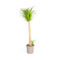 Beaucarnea recurvata Stam (olifantspoot) – Ø27 cm, 110–130 cm hoog