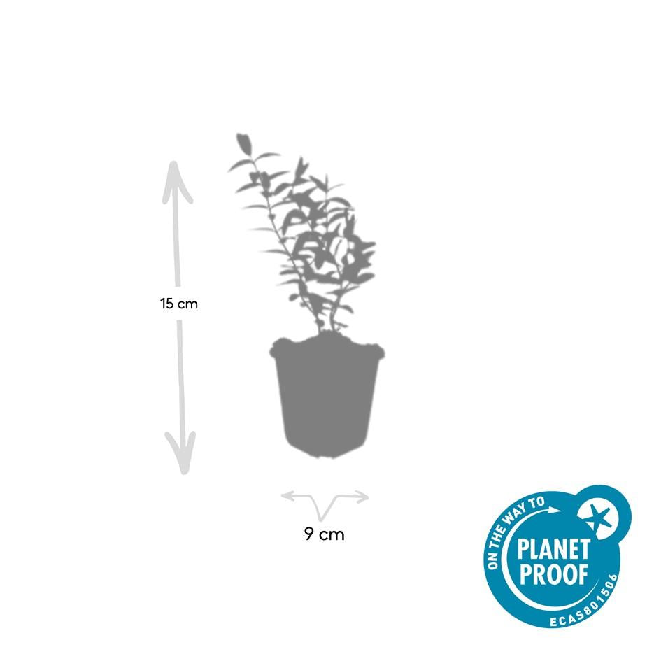 Hypericum 'Hidcote' (perikon) – 12 planter, Ø9 cm, 10–25 cm høje – billede 5