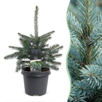 2× Picea pungens Glauca (mini Christmas tree) – Ø23 cm, 60 cm high