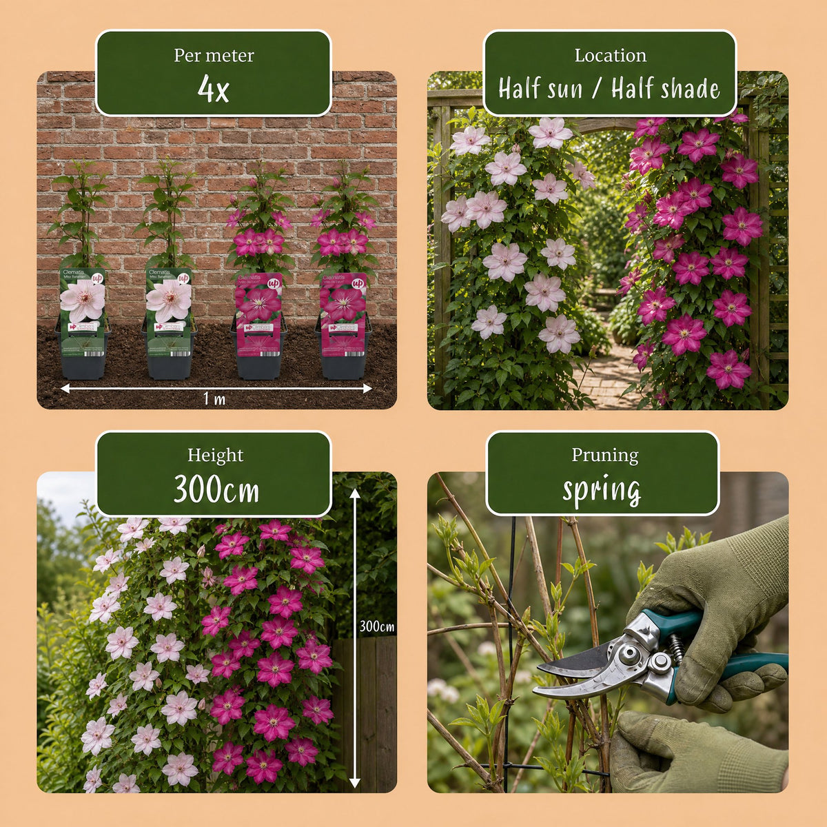 Clematis 'Duo Pink & White' (bosrank) – wit-roze – 6 planten, Ø9 cm, 35 cm hoog