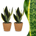 2× Sansevieria Future Superb (svigermors skarpe tunge) med kurv – Ø12 cm, 35 cm høj