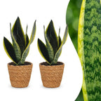 2× Sansevieria Future Superb (svigermors skarpe tunge) med kurv – Ø12 cm, 35 cm høj