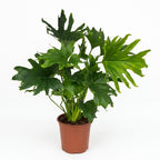 Philodendron Lickety split – Ø19 cm, 70 cm de haut