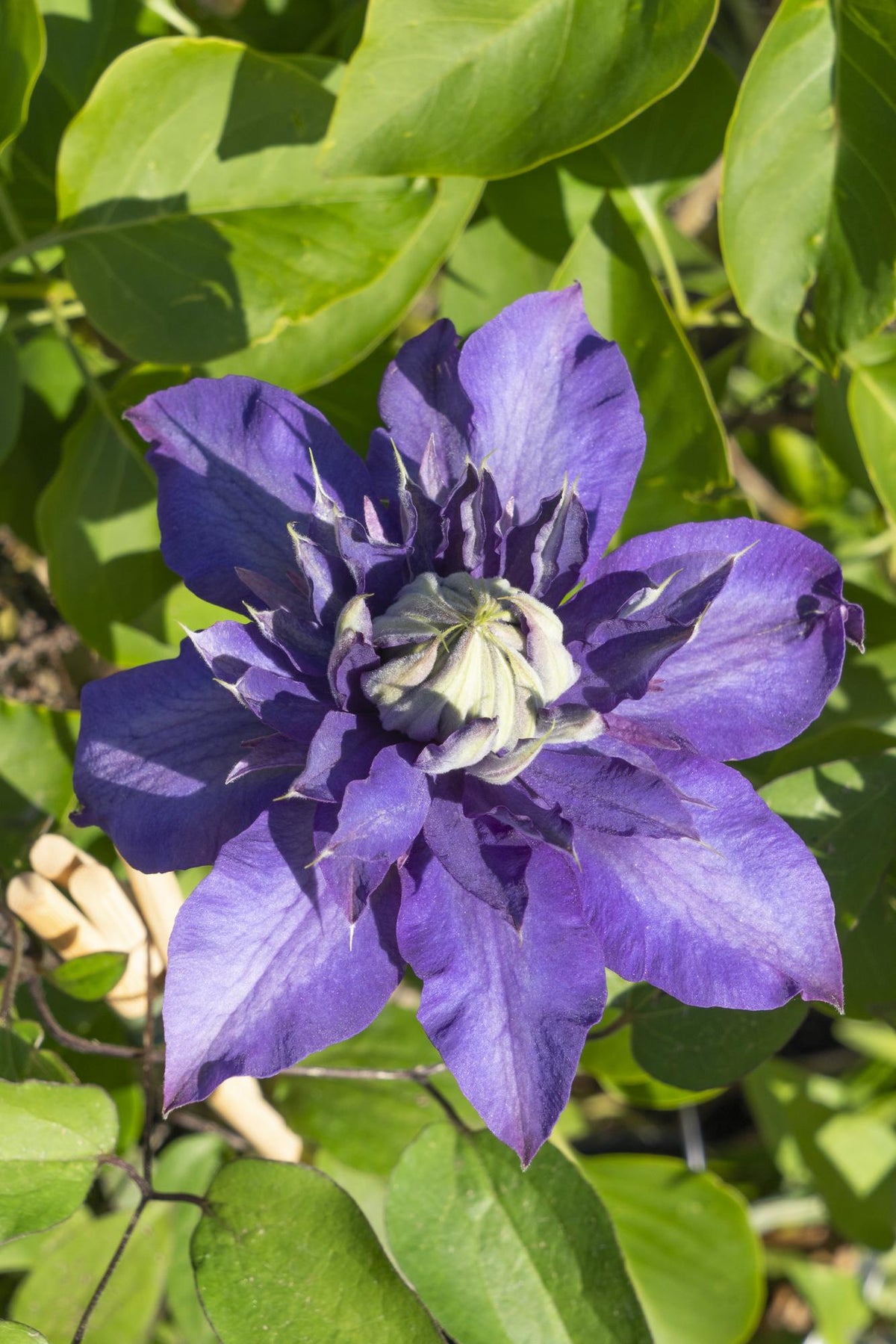 Clematis 'Multi Blue' (bosrank) – Ø15 cm, 65 cm hoog