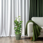 Epipremnum Pinnatum 80cm (scindapsus) – Ø19 cm, 80 cm hoog
