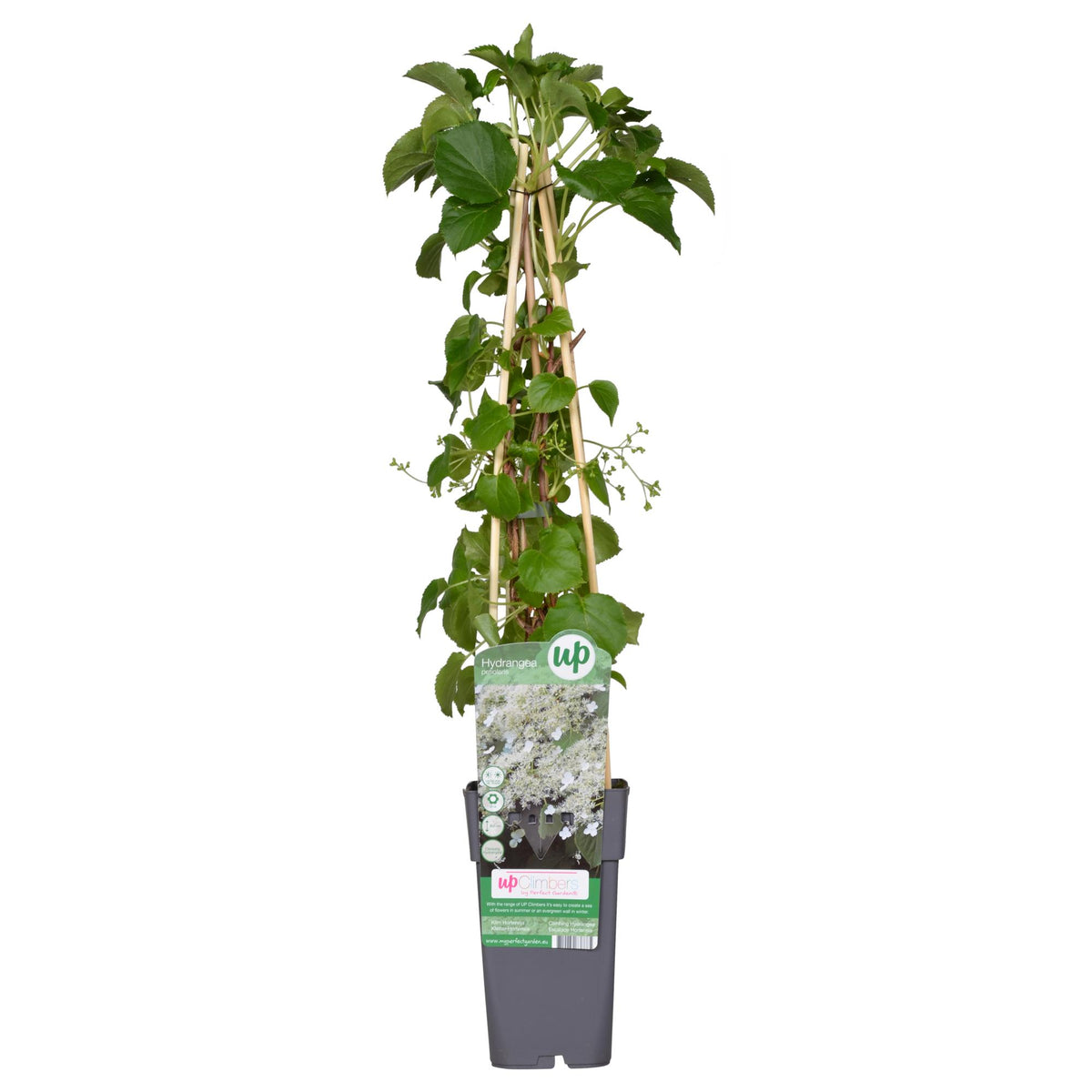 Hydrangea petiolaris (klimhortensia) – Ø15 cm, 65 cm hoog