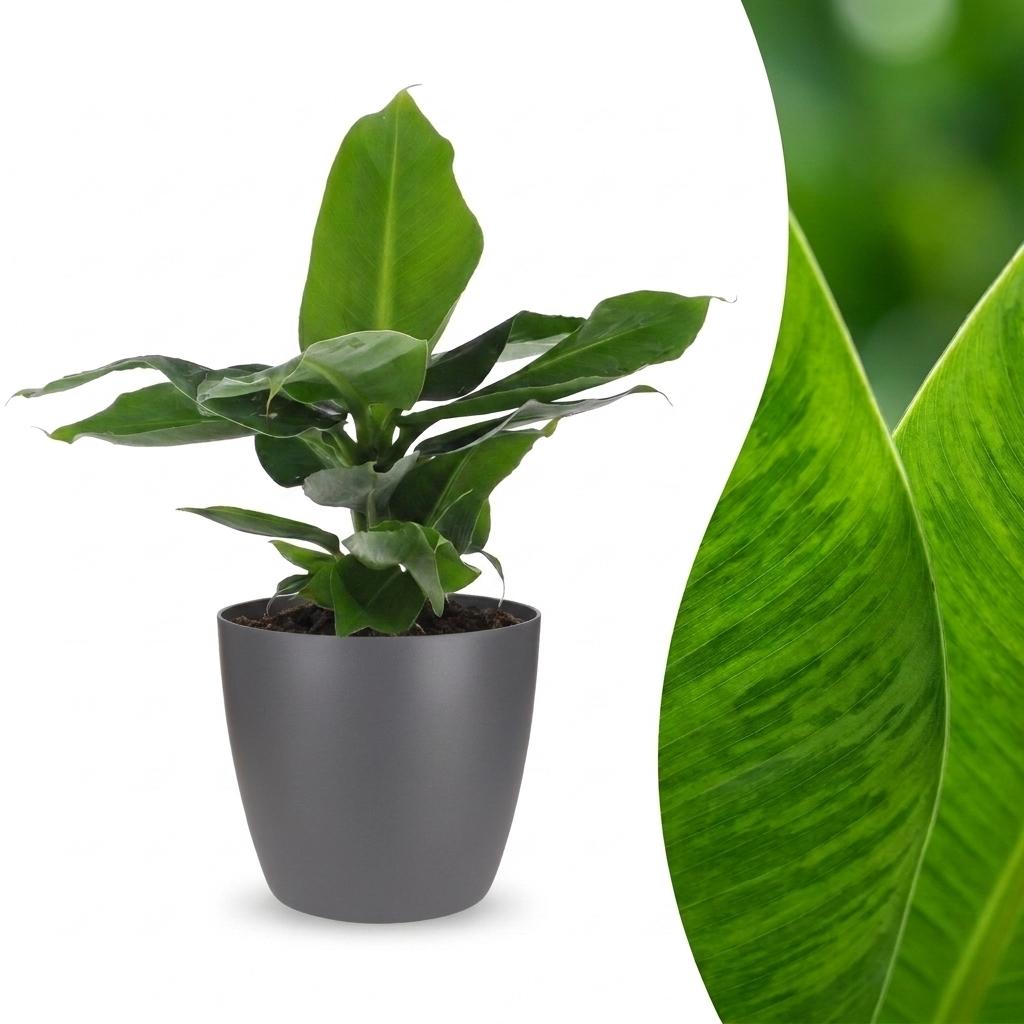 Musa Oriental Dwarf (bananier) en pot décoratif gris – Ø12 cm, 30 cm de haut