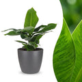 Musa Oriental Dwarf (bananier) en pot décoratif gris – Ø12 cm, 30 cm de haut
