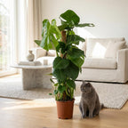 Monstera deliciosa (hulplant) – Ø19 cm, 90 cm høj