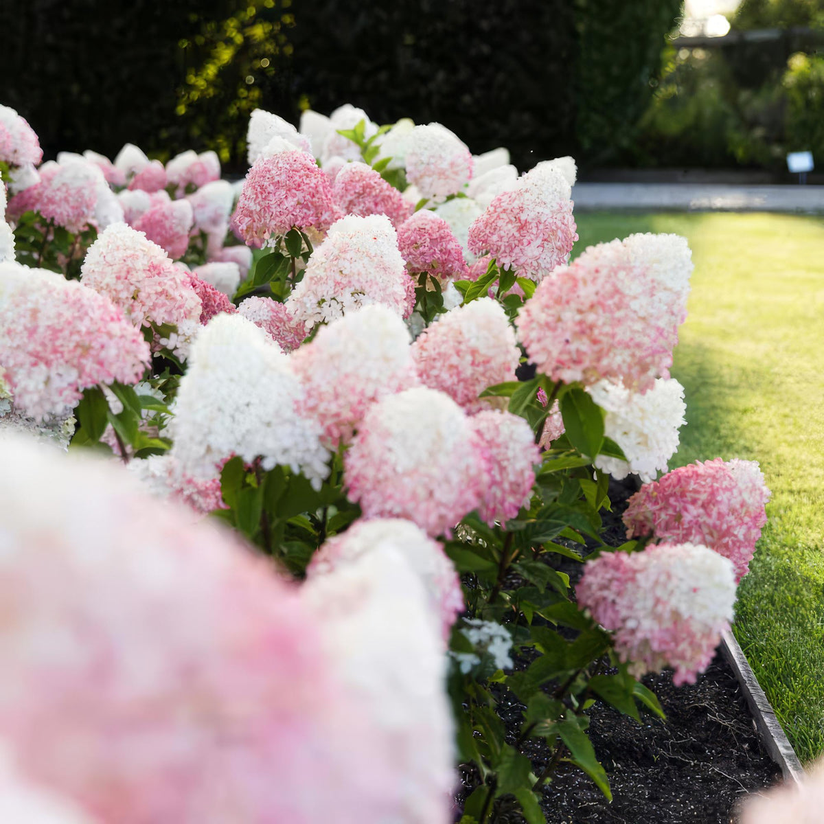 Hydrangea panniculata 'Living Pink & Rose' (pluimhortensia) – roze – Ø12 cm, 20–30 cm hoog
