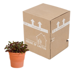 Peperomia graveolens in terracotta pot – Ø11 cm, 20 cm hoog