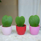 3× Hoya kerrii (plante de Jésus) en mini pot – Ø6 cm