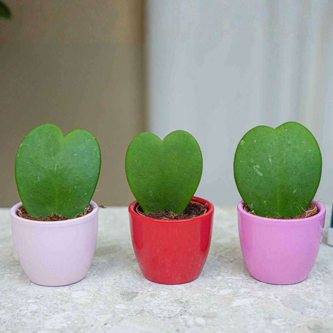 3× Hoya kerrii (plante de Jésus) en mini pot – Ø6 cm