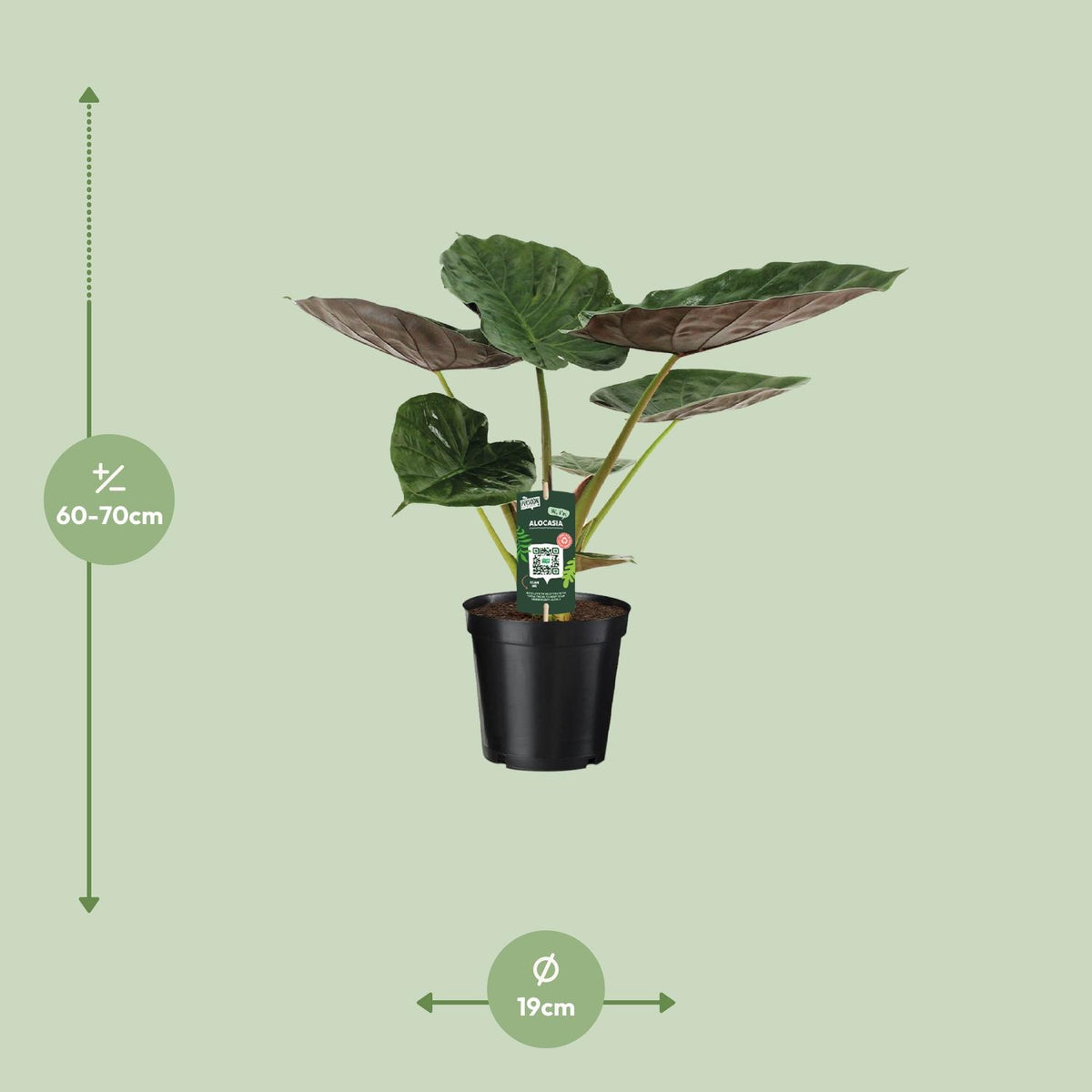Alocasia Wentii (elefantøre) – Ø19 cm, 70 cm høj