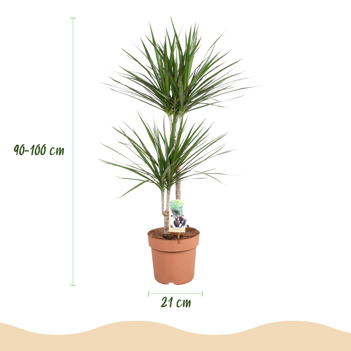 Dracaena marginata (Drachenbaum) – Ø 21 cm, 90–100 cm hoch