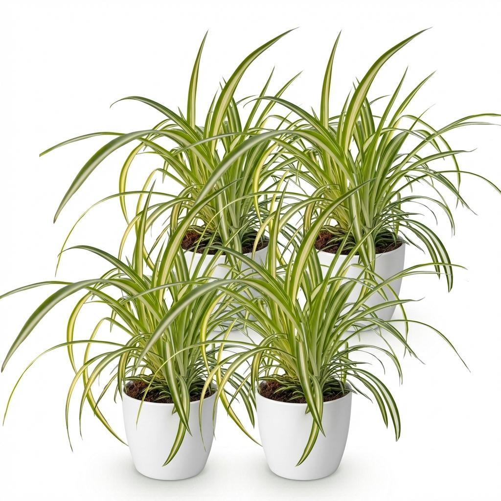 4× Chlorophytum comosum Variegatum (graslelie) in Potter-sierpot wit – Ø12 cm, 20 cm hoog – foto 2