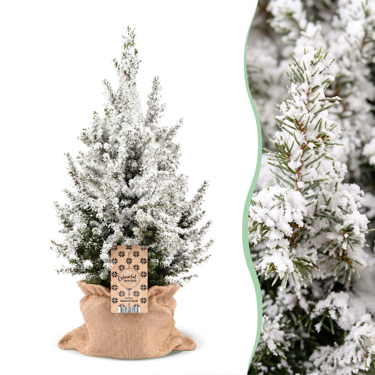 Picea glauca Conica (petit sapin de Noël) en toile de jute – Ø19 cm, 65 cm de haut – blanc