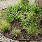 Carex brunnea variegata (zegge) – 3 planten, Ø14 cm, 25 cm hoog