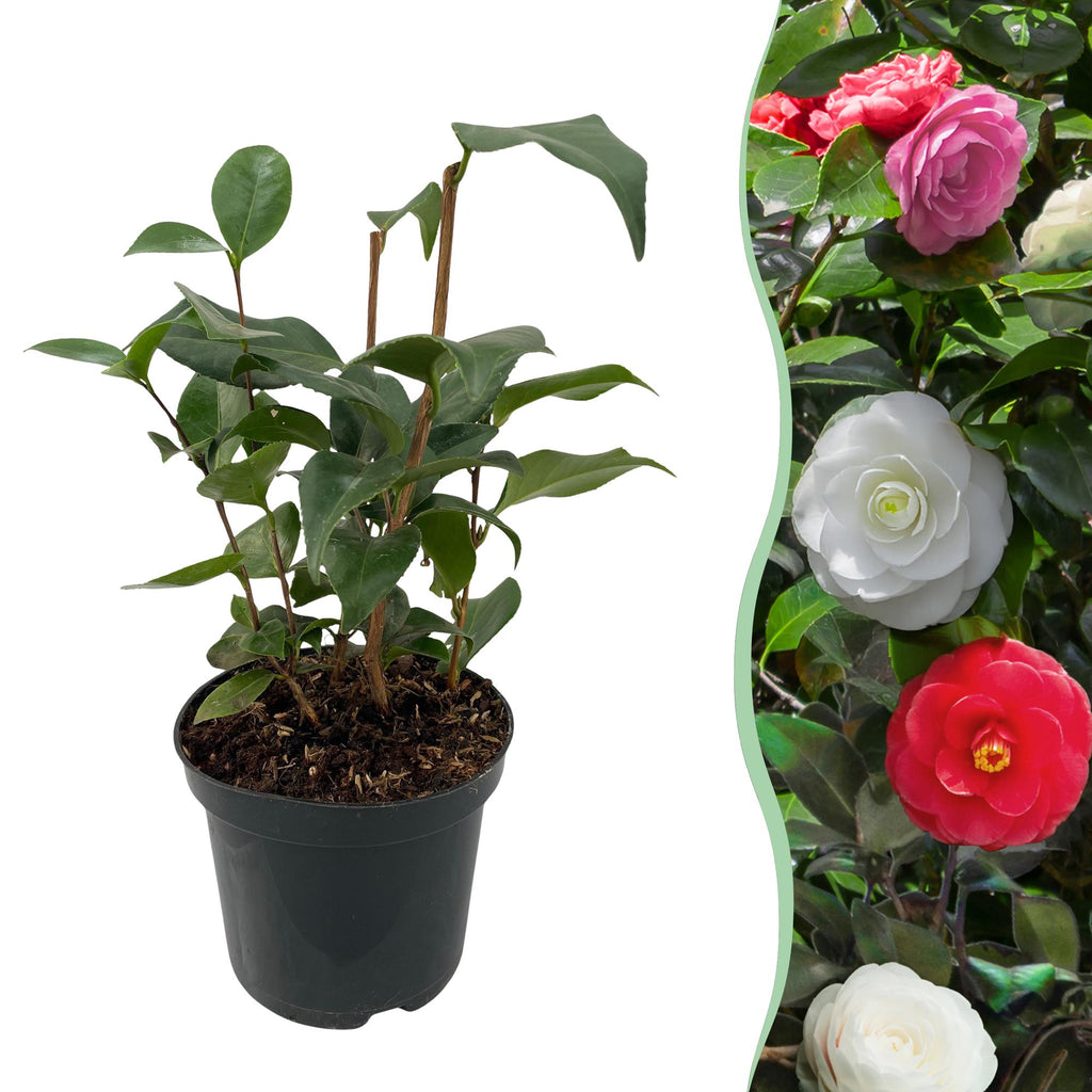 Camellia japonica 'Tricolour' (camellia) – pink-white-red – Ø15 cm, 30 cm high