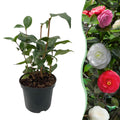 Camellia japonica 'Tricolour' (camellia) – pink-white-red – Ø15 cm, 30 cm high