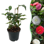 Camellia japonica 'Tricolour' (camellia) – pink-white-red – Ø15 cm, 30 cm high