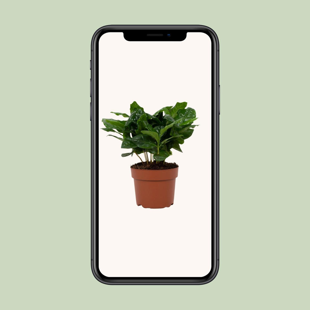 Coffea arabica (koffieplant) – Ø12 cm, 22 cm hoog