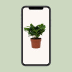 Coffea arabica (koffieplant) – Ø12 cm, 22 cm hoog