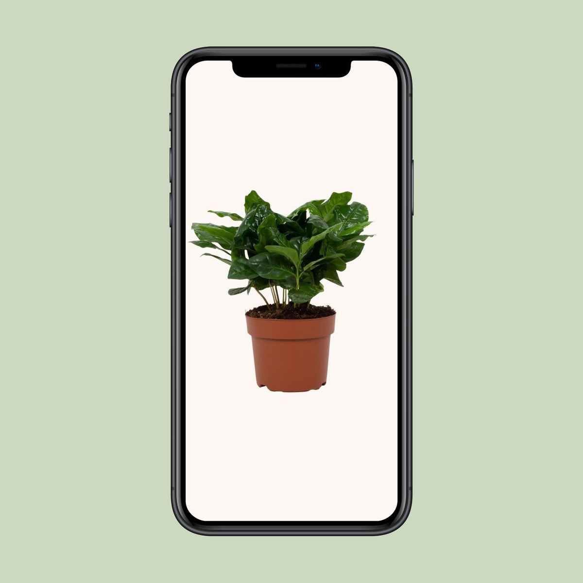 Coffea arabica (koffieplant) – Ø12 cm, 22 cm hoog