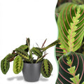 Maranta Fascinator Tricolour (prayer plant) in grey Potter decorative pot – Ø12 cm, 25 cm high