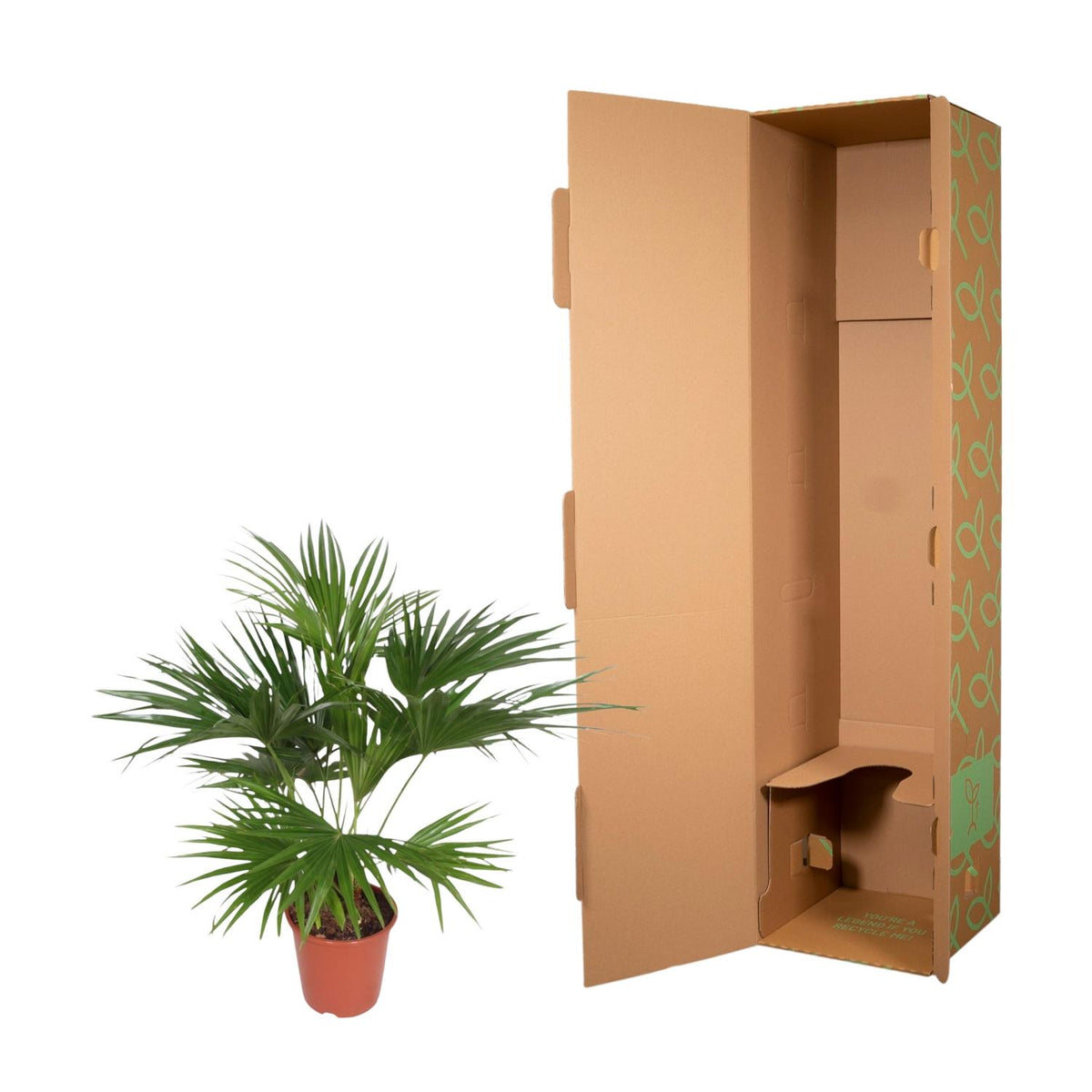 Livistona Chinensis (fläktpalm) – Ø24 cm, 150 cm hög
