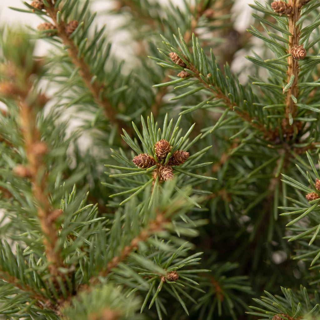 2× Picea glauca Conica (Weihnachtsbäumchen) – Ø17 cm, 65 cm hoch