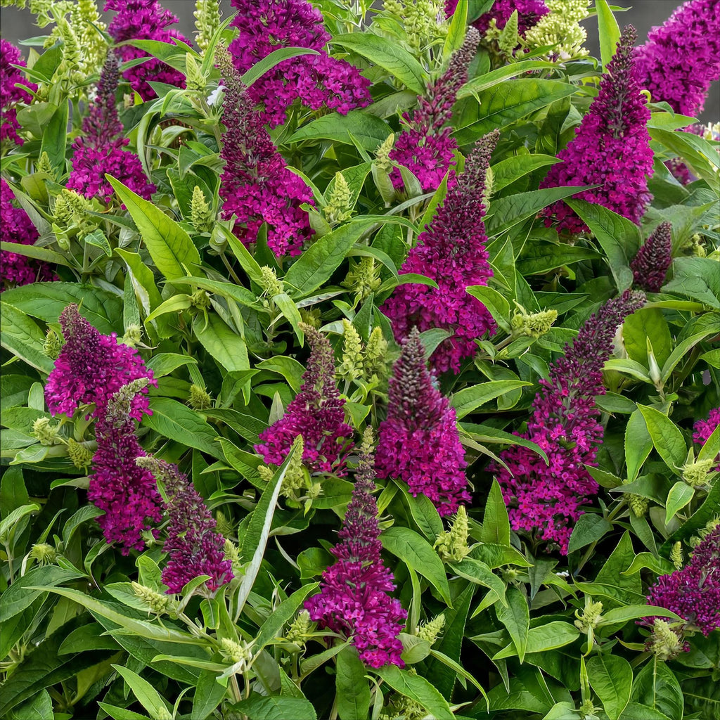 Buddleja davidii 'Butterfly Candy Little Ruby' (Fliederblume) – rot – Ø12 cm, 20–25 cm hoch – Bild 6
