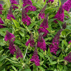 Buddleja davidii 'Butterfly Candy Little Ruby' (Fliederblume) – rot – Ø12 cm, 20–25 cm hoch