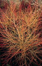 Cornus sanguineum 'Anny’s Winter Orange' (cornouiller sanguin) – 12 plants, Ø9 cm, 10–25 cm de haut