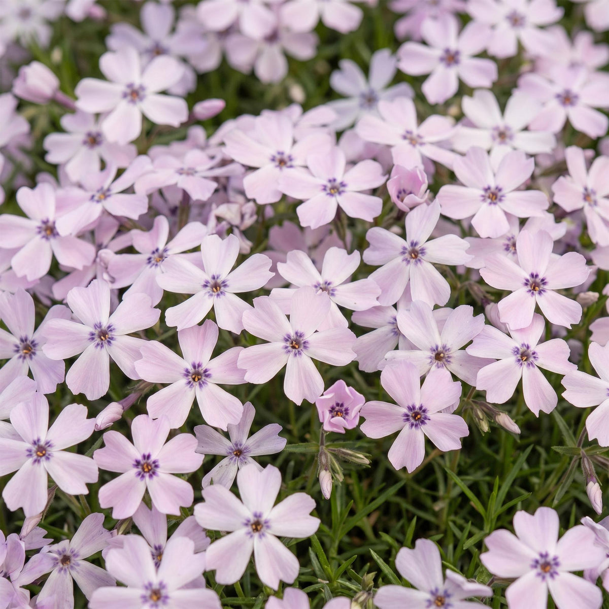 Phlox 'Benita' (Leuchting) – blau – 24 Pflanzen, Ø11 cm, 15–25 cm hoch – Bild 5