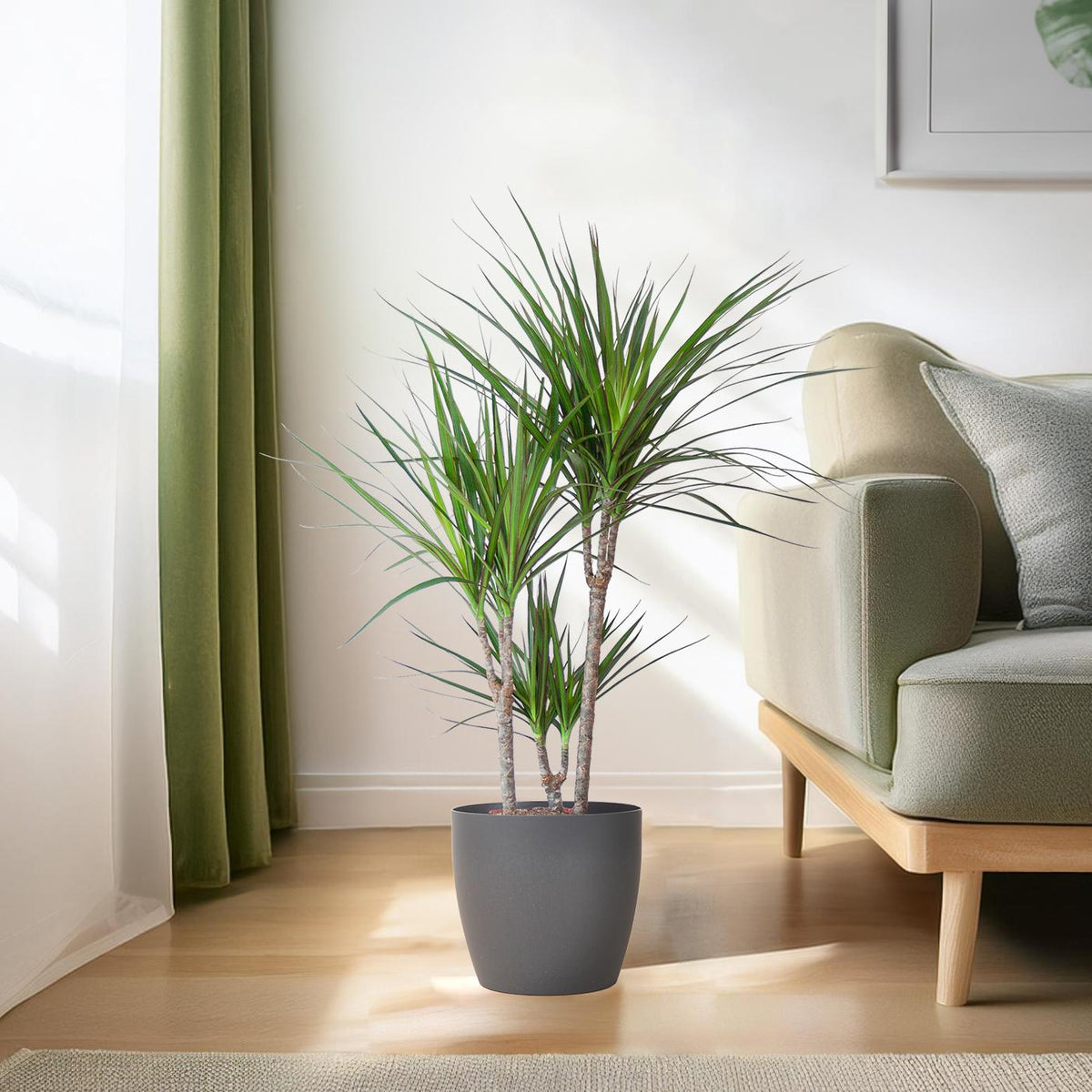 Dracaena marginata (Drachenbaum) im dekorativen Tontopf – Ø 21 cm, 95 cm hoch